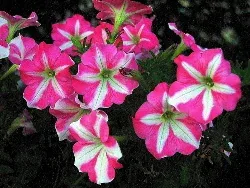 Ultra Crimson Star Grandiflora petunia by kaiyanwong