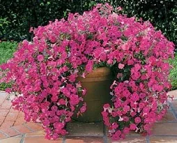 Tidal Wave petunia
