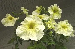 Prism Sunshine Floribunda petunia by Satrina