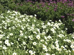 Shock Wave petunias by Scott Zona