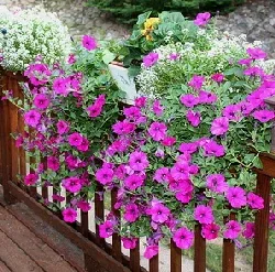 Wave petunia by Linda