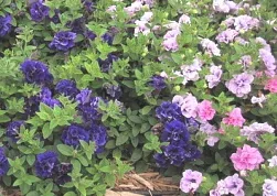 Double Wave petunia