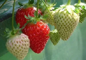 Container Strawberries