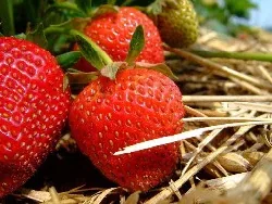 Strawberries by Martin Fisch