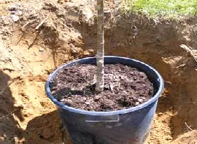 Plant a Tree by Midwest Gardening