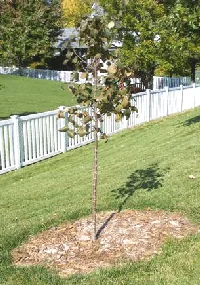 Lightly mulch planted tree by Midwest Gardening