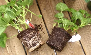 Rootbound Annual Pot