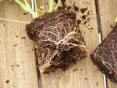 Break Roots Annual Pot