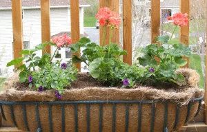 Planted Annualsby Midwest Gardening