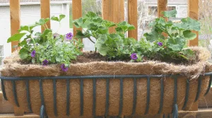 Flowerheads Removed by Midwest Gardening