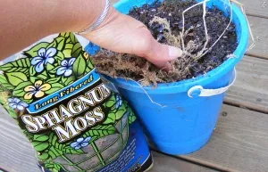 mulching annual pots