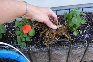 mulching annual containers