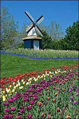Tulip farm by Tom Gill