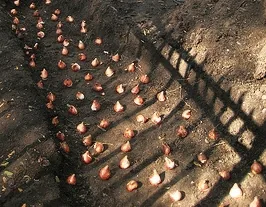 bulbs ready to cover