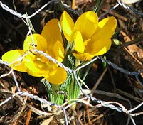 Crocus coming thru the chicken wire by Larry