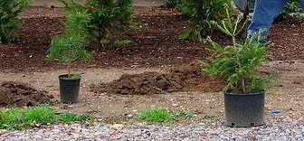 Young evergreens in nursery pots set beside planting holes in a freshly dug bed
