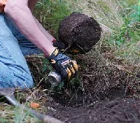 Planting Spruce