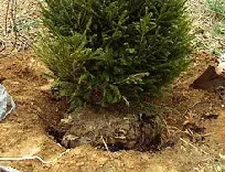 Evergreen planting hole