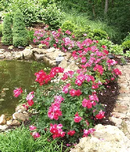 Landscaping with Knock Out Roses