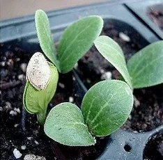 Potting Mix for seedlings