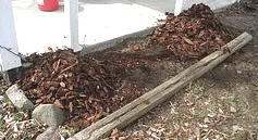 Rose bushes mounded and mulched