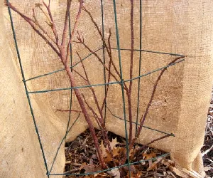 Tomato cage and burlap protection