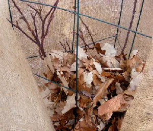 Fill burlap wrapped cage