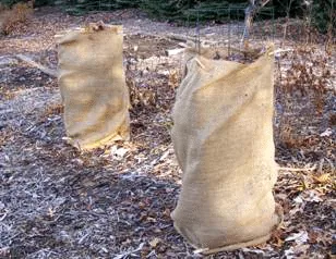 burlap wrapped roses