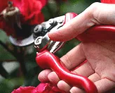 Small Pruning Shears