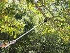 pole pruner