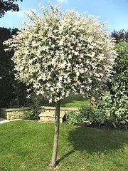 Ornamental willow