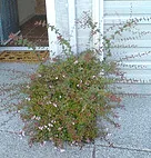 Overpruned causing shoots