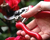 rose pruner secateurs