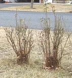 rose pruning lg