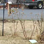rose bushes after pruning