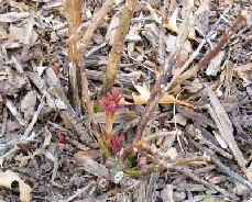 Dead canes forced growth