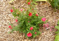 Regrown Explorer Rose