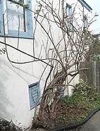 Pruned cecile