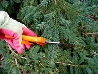 Tip prune evergreen by Midwest Gardening