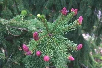 Pine candles
