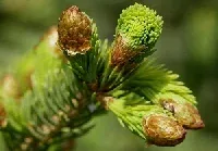 Spruce Tips by Marilyle Sovern