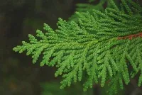 Arborvitae flat leaf needles