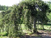 Weeping European Larch