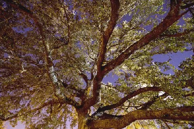 Well pruned Oak Tree by Martin