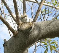 pruned inside the branch collar
