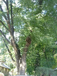 Pruning V shape