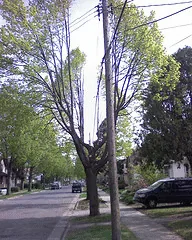pruning deep crotch by b