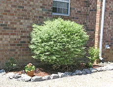 Before trimming natural form