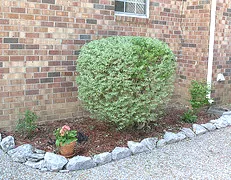 After trimming