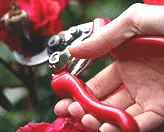 rose pruner secateurs 2